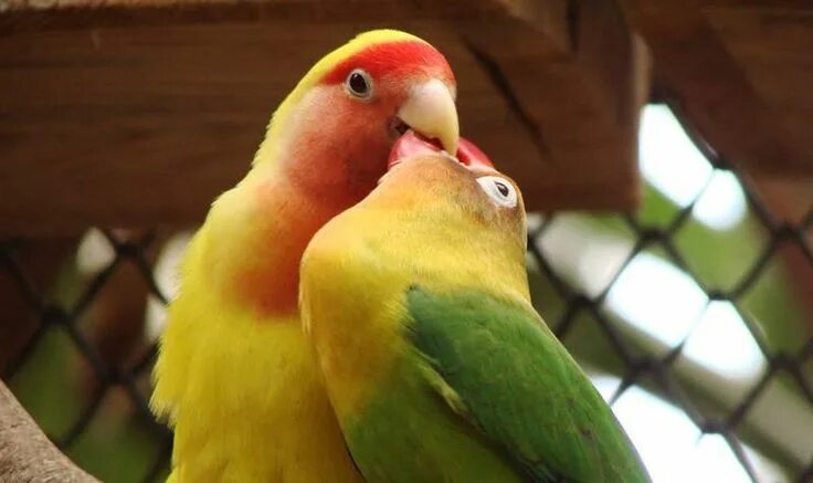 Птицы неразлучники фото Indukan Kawin Silang Lovebird yang Hasilnya Mengecewakan - Burungnya.com