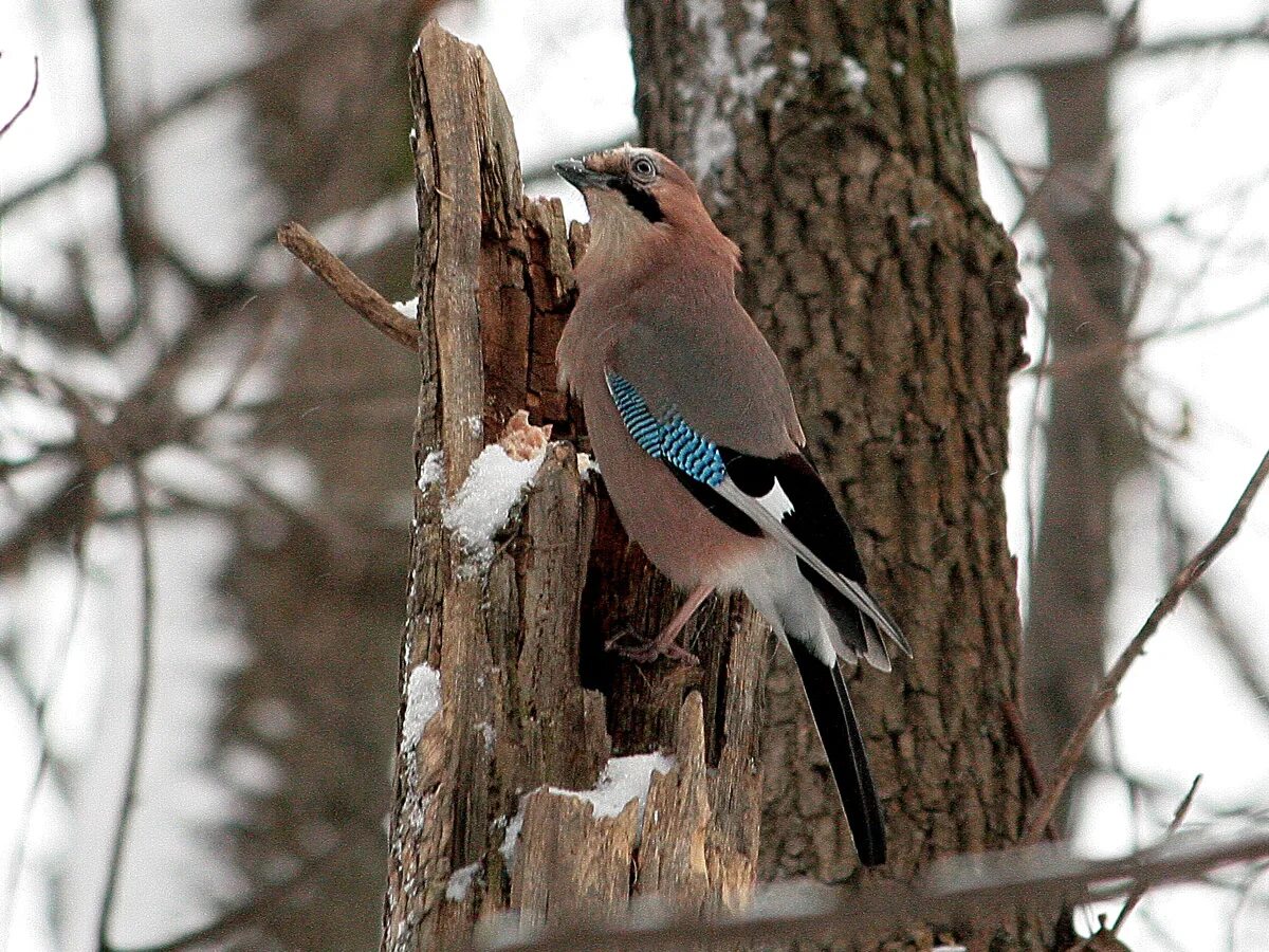 Птицы нижегородского края фото и названия Сойка (Garrulus glandarius). Фото на сайте "Грибы: информация и фотографии"