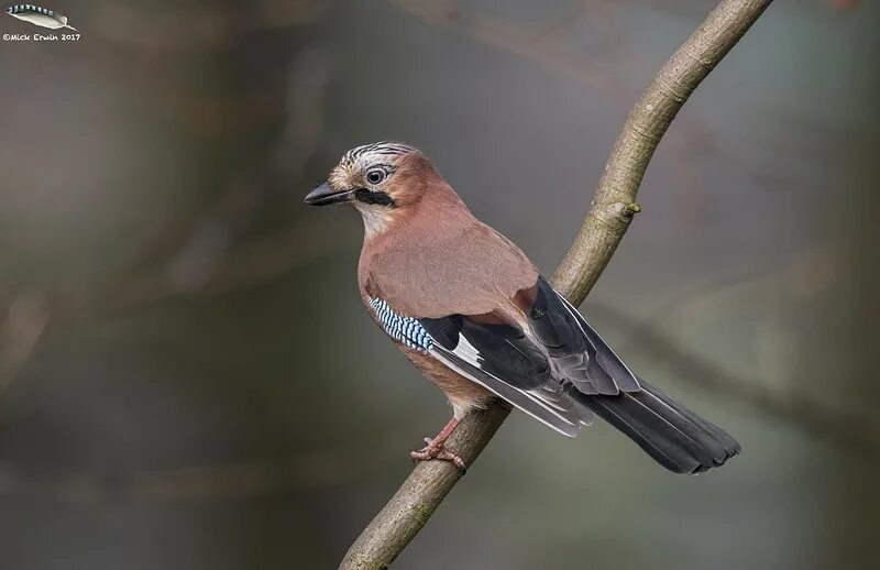 Птицы нижегородской области фото Just Jays Talk Photography