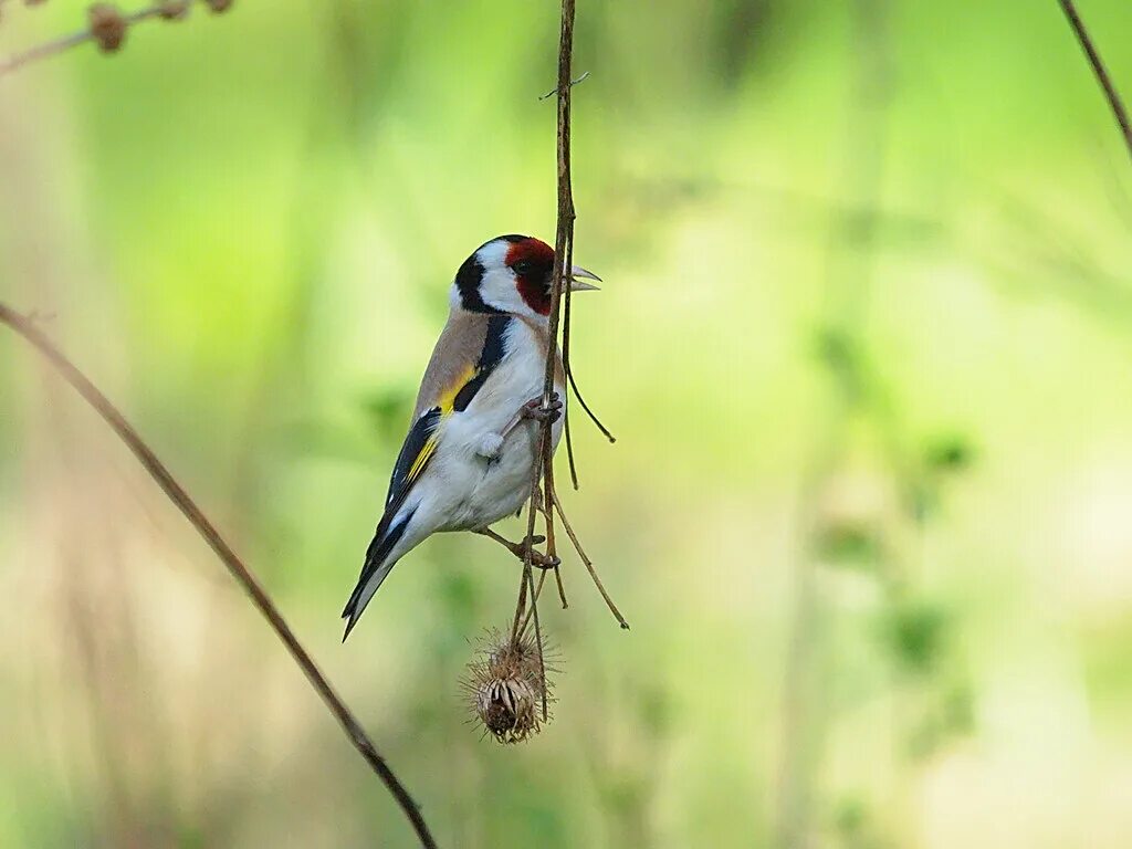 Птицы нижегородской области фото Goldfinch Goldfinch - Carduelis carduelis - Черноголовый щ. Flickr