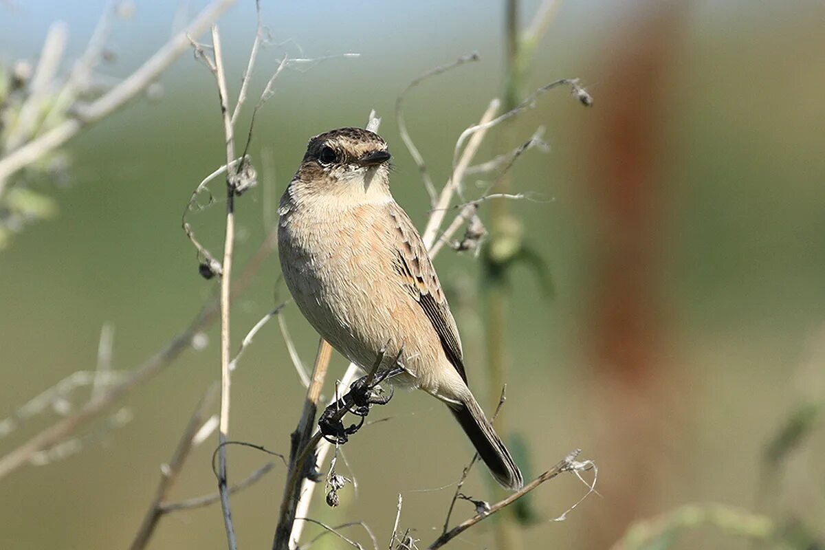 Птицы нижегородской области фото и описание Common Stonechat (Saxicola torquata). Birds of Siberia.