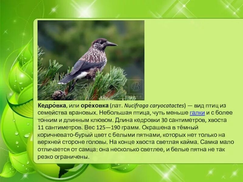 Птицы нижегородской области фото и описание Птицы Нижегородской области презентация, доклад