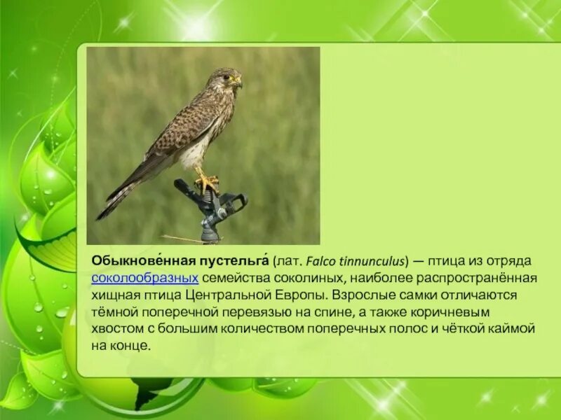 Птицы нижегородской области фото и описание Птицы нижегородской области с названиями и описанием - CollectPhoto.ru