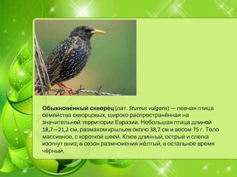 Птицы нижегородской области фото и описание Птицы Нижегородской области презентация, доклад