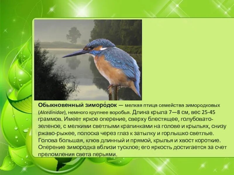 Птицы нижегородской области фото и описание Птицы Нижегородской области презентация, доклад