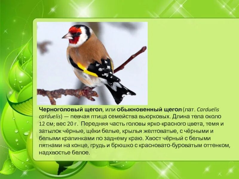 Птицы нижегородской области фото и описание Птицы нижегородской области с названиями и описанием - CollectPhoto.ru