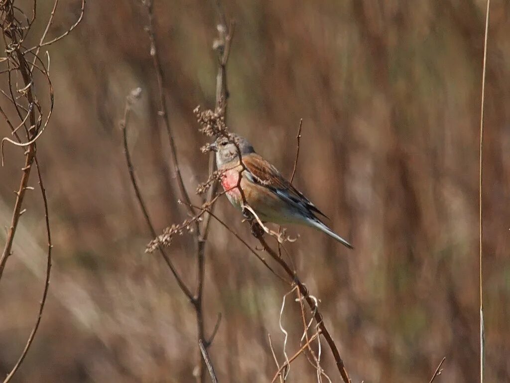 Птицы нижегородской области фото с названиями Eurasian Linnet Eurasian Linnet - Linaria cannabina - Коно. Flickr