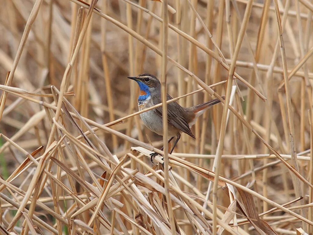 Птицы нижегородской области фото с названиями Bluethroat Bluethroat - Luscinia svecica volgae - Варакушк. Flickr