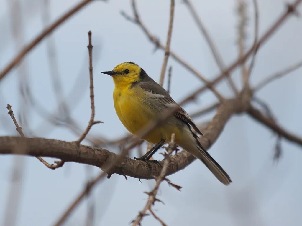 Птицы нижегородской области фото с названиями Citrine Wagtail Citrine Wagtail - Motacilla werae - Малая . Flickr