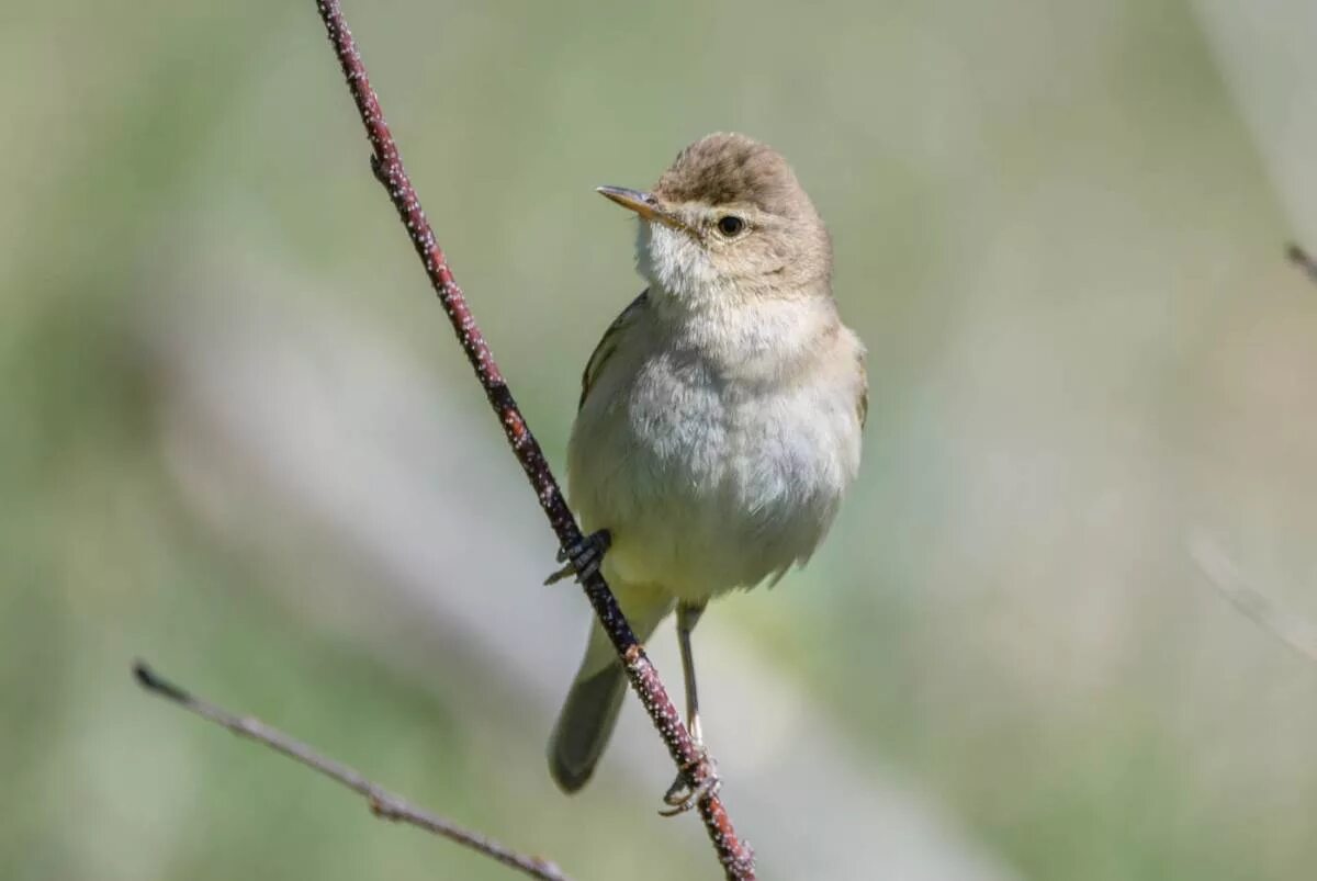 Птицы нижегородской области фото с названиями Booted Warbler (Hippolais caligata). Birds of Siberia.