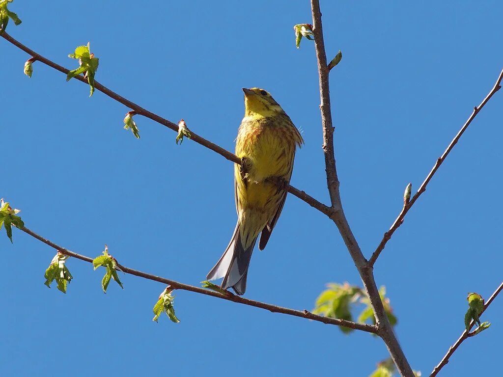 Птицы нижегородской области фото с названиями Yellowhammer Yellowhammer - Emberiza citrinella - Обыкнове. Flickr