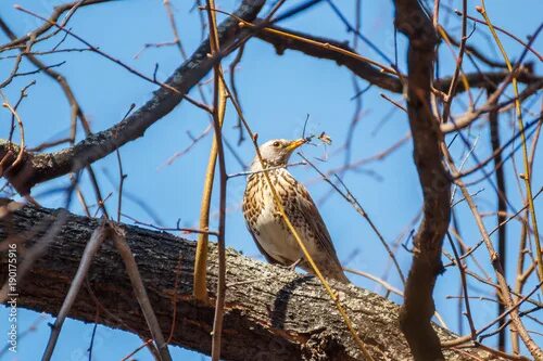 Птицы нижнего новгорода фото Drozd sits on a branch with prey Fotografia do Stock Adobe Stock