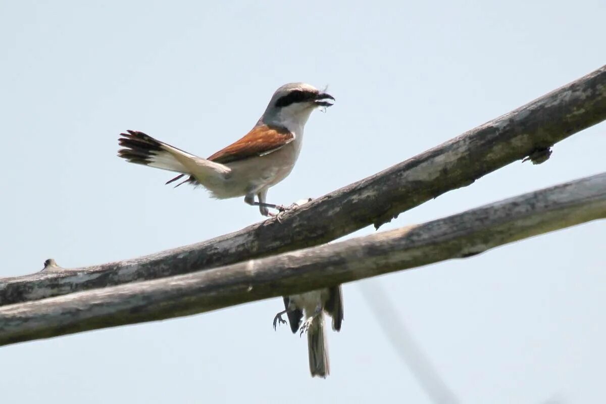 Птицы новгородской области фото Red-backed Shrike (Lanius collurio). Birds of Siberia.