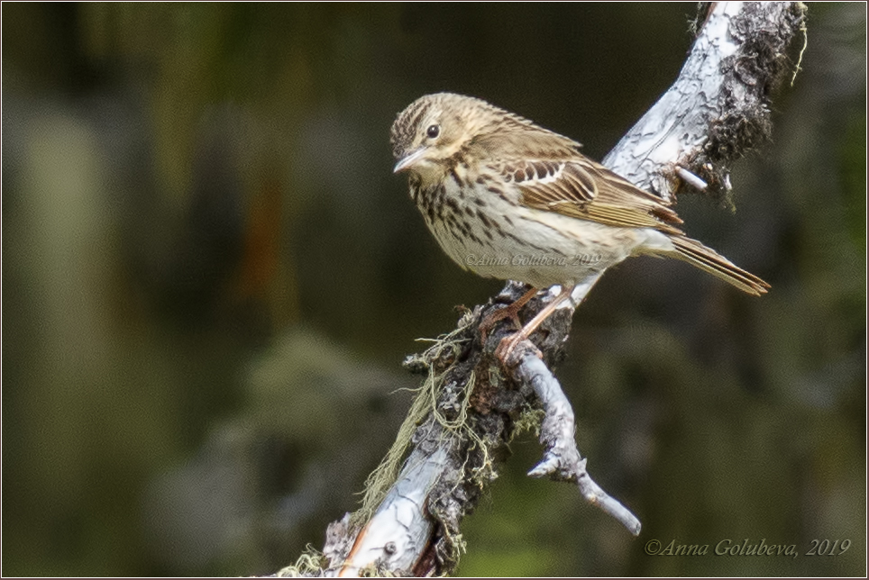 Птицы новгородской области фото и названия Tree Pipit (Anthus trivialis). Birds of Siberia.