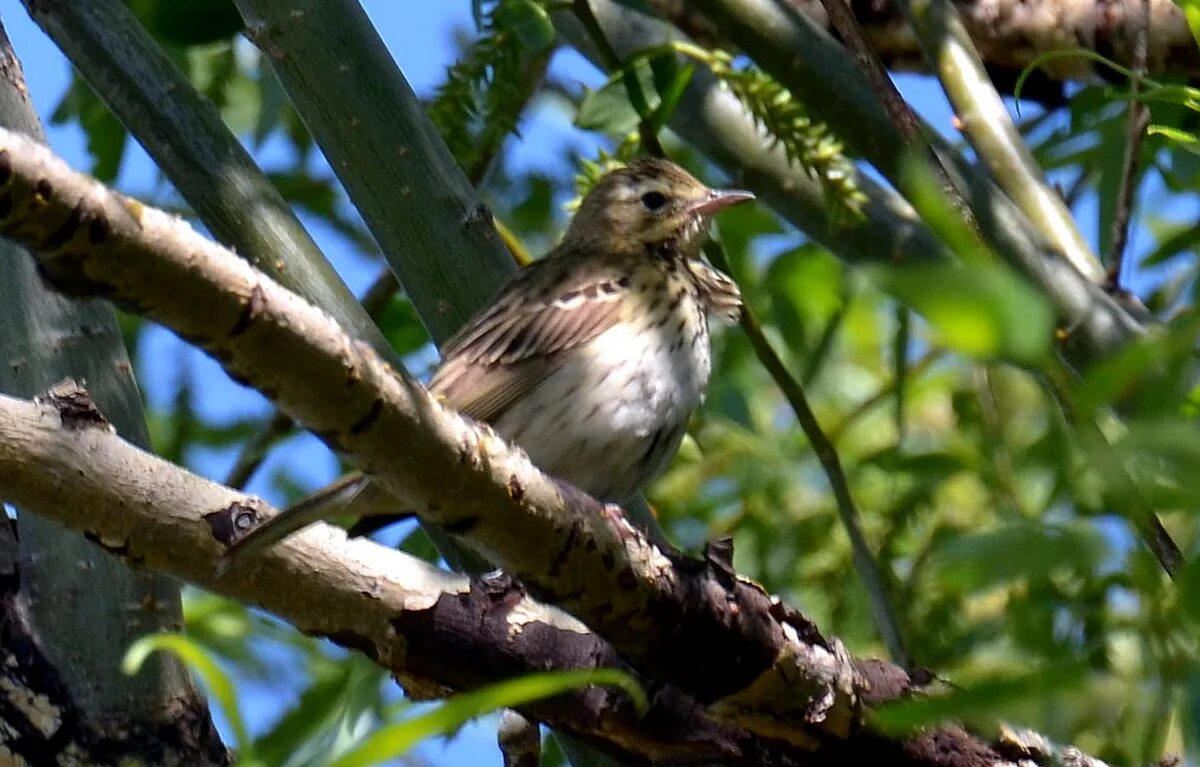 Птицы новгородской области фото и названия Tree Pipit (Anthus trivialis). Birds of Siberia.