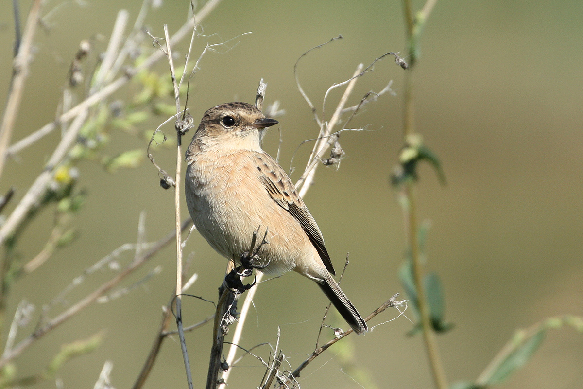 Птицы новосибирска фото Common Stonechat (Saxicola torquata). Birds of Siberia.