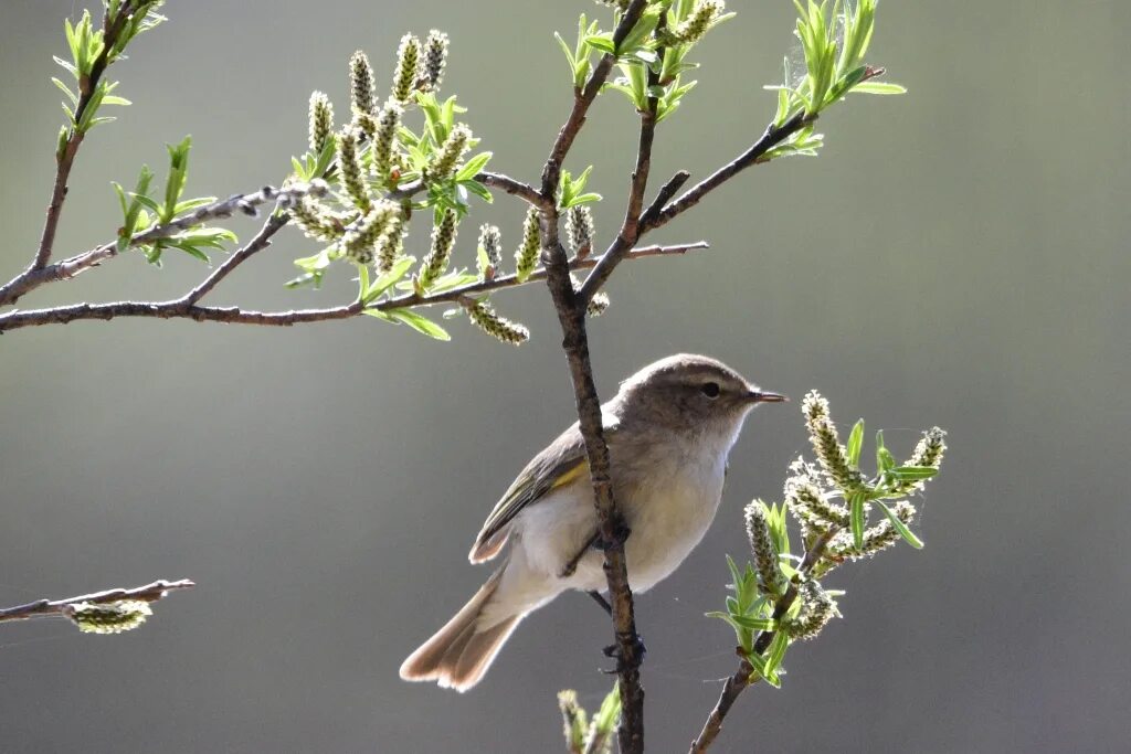 Птицы новосибирска фото Пеночка-теньковка (Phylloscopus collybita). Птицы Сибири.