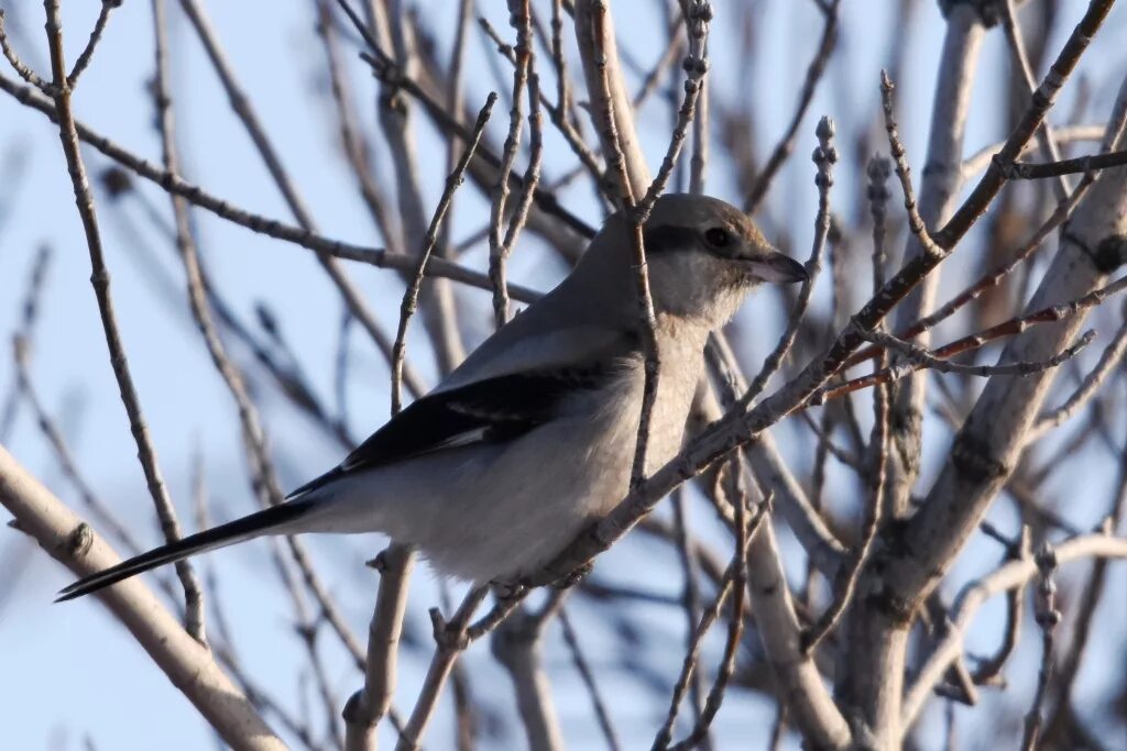 Птицы новосибирска фото Northern Grey Shrike (Lanius borealis). Birds of Siberia.