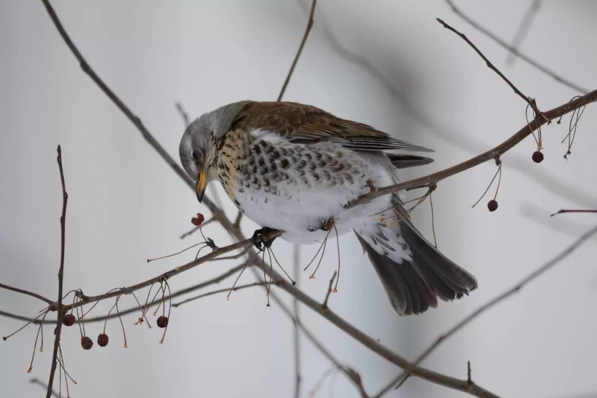 Птицы новосибирска фото Fieldfare (Turdus pilaris). Birds of Siberia.