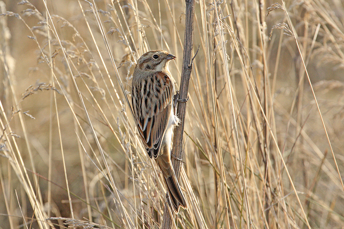 Птицы новосибирска фото Northern Reed Bunting (Schoeniclus schoeniclus). Birds of Siberia.