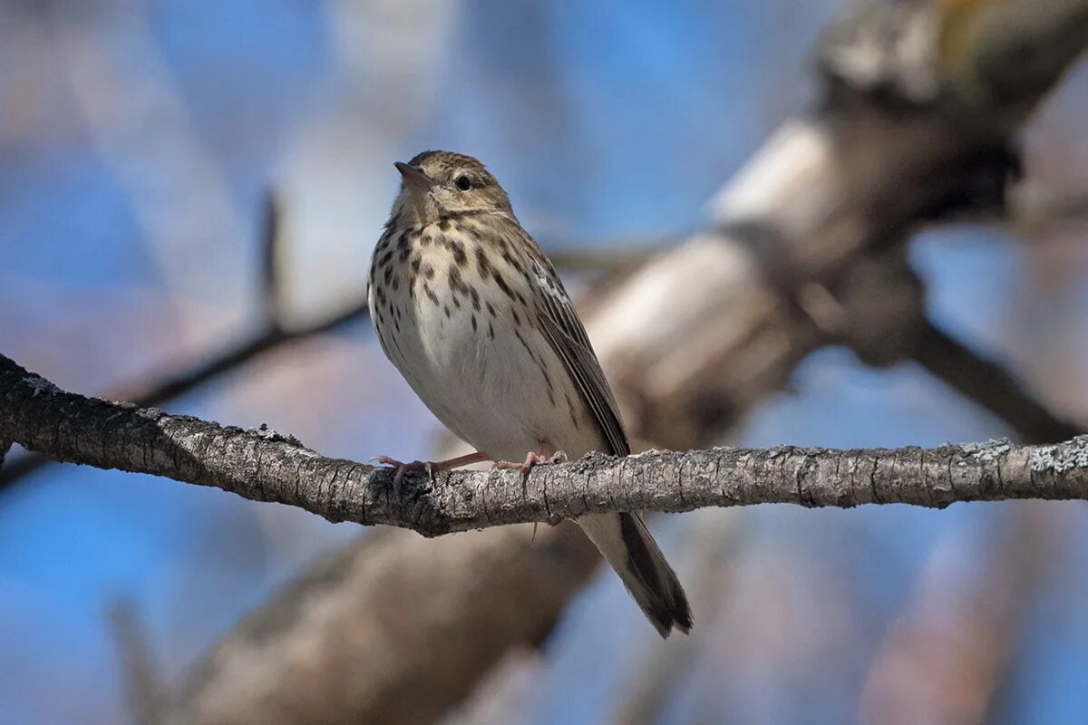 Птицы новосибирска фото и название Tree Pipit (Anthus trivialis). Birds of Siberia.