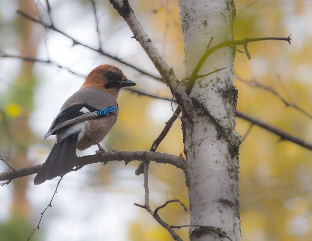 Птицы новосибирска фото и название Eurasian Jay (Garrulus glandarius). Birds of Siberia.