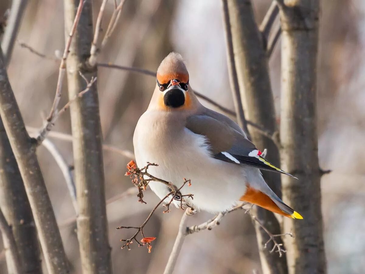 Птицы новосибирска фото и название Bohemian Waxwing (Bombycilla garrulus). Birds of Siberia.