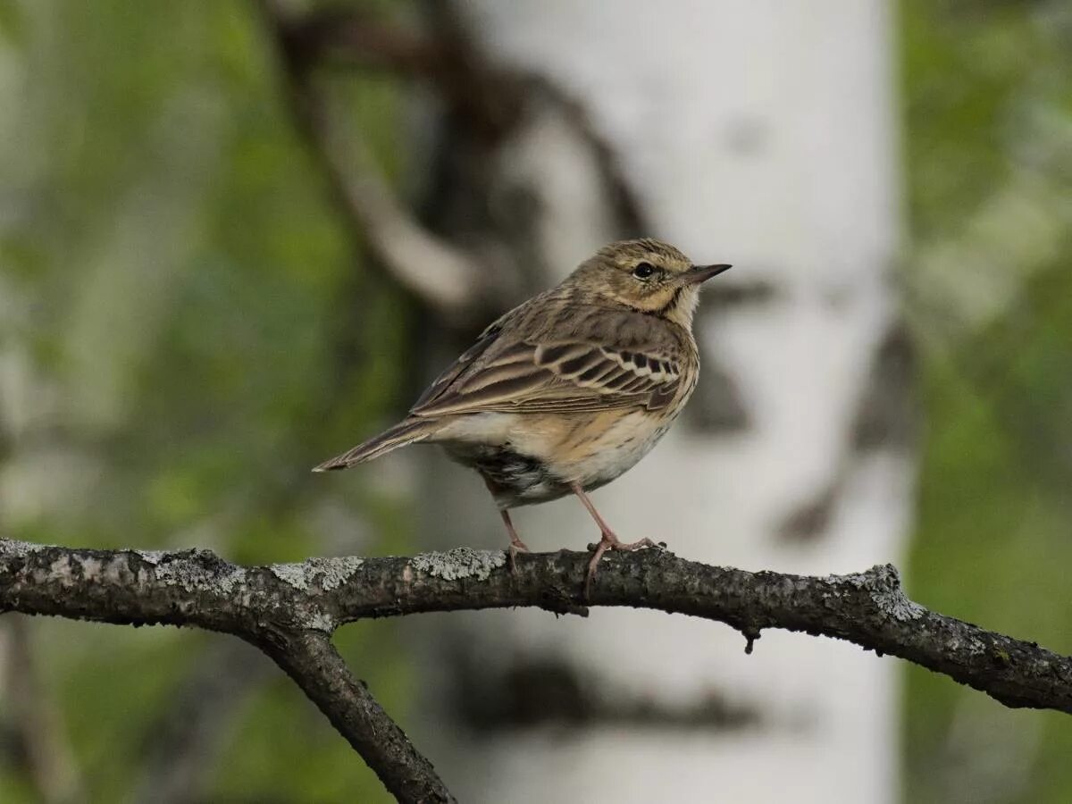 Птицы новосибирска фото и название Tree Pipit (Anthus trivialis). Birds of Siberia.