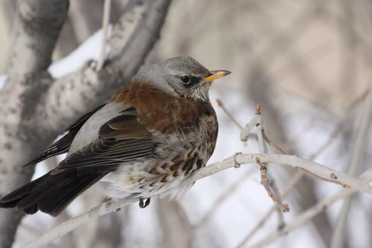 Птицы новосибирска фото и название Fieldfare (Turdus pilaris). Birds of Siberia.