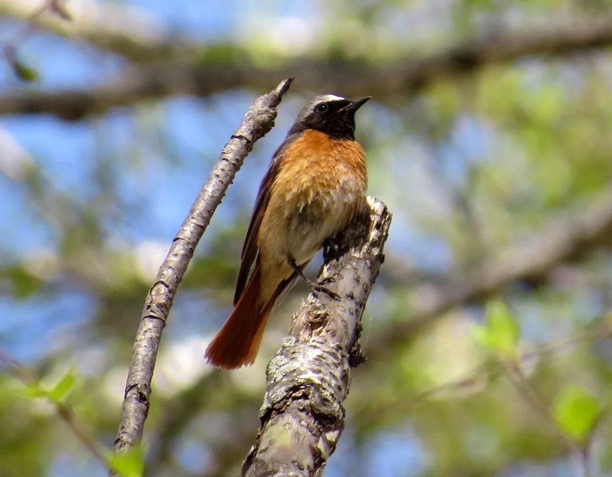 Птицы новосибирска фото и название Eurasian Redstart (Phoenicurus phoenicurus). Birds of Siberia.