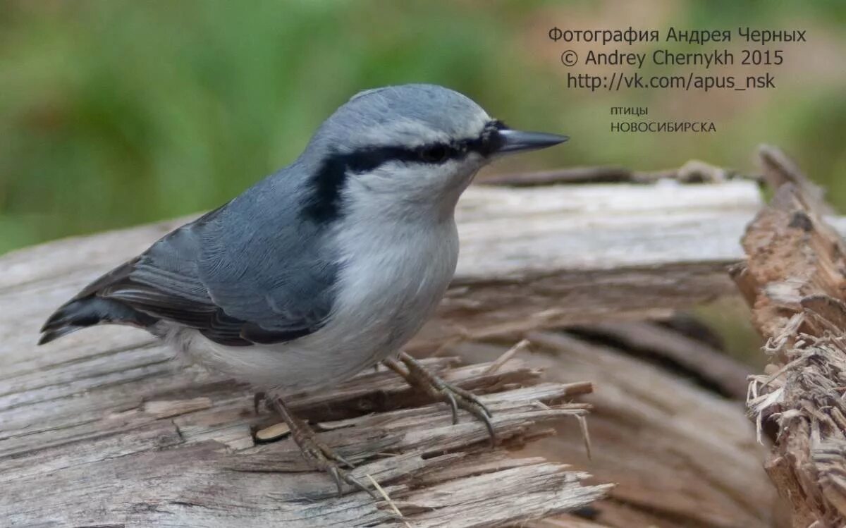 Птицы новосибирска фото и название Eurasian Nuthatch (Sitta europaea). Birds of Siberia.