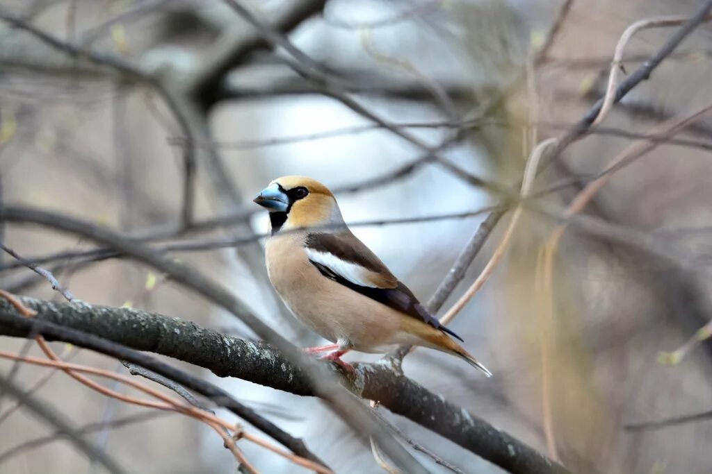 Птицы новосибирска фото и название Hawfinch (Coccothraustes coccothraustes). Birds of Siberia.