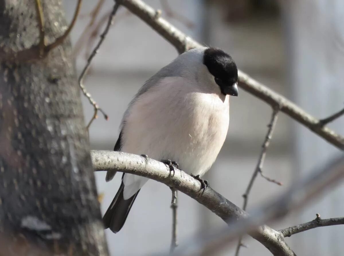 Птицы новосибирска фото и название Серый снегирь (Pyrrhula cineracea). Птицы Сибири.