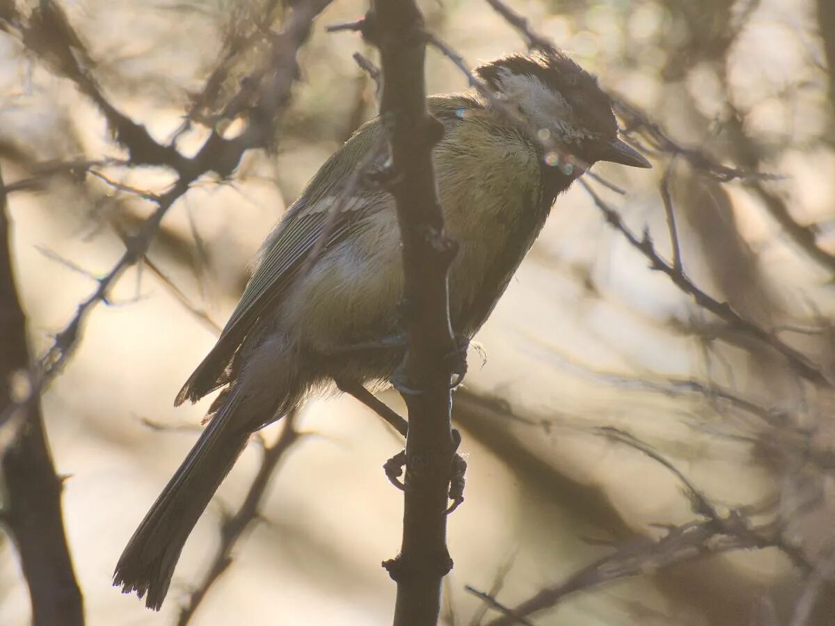 Птицы новосибирска фото и название Большая синица (Parus major). Птицы Сибири.