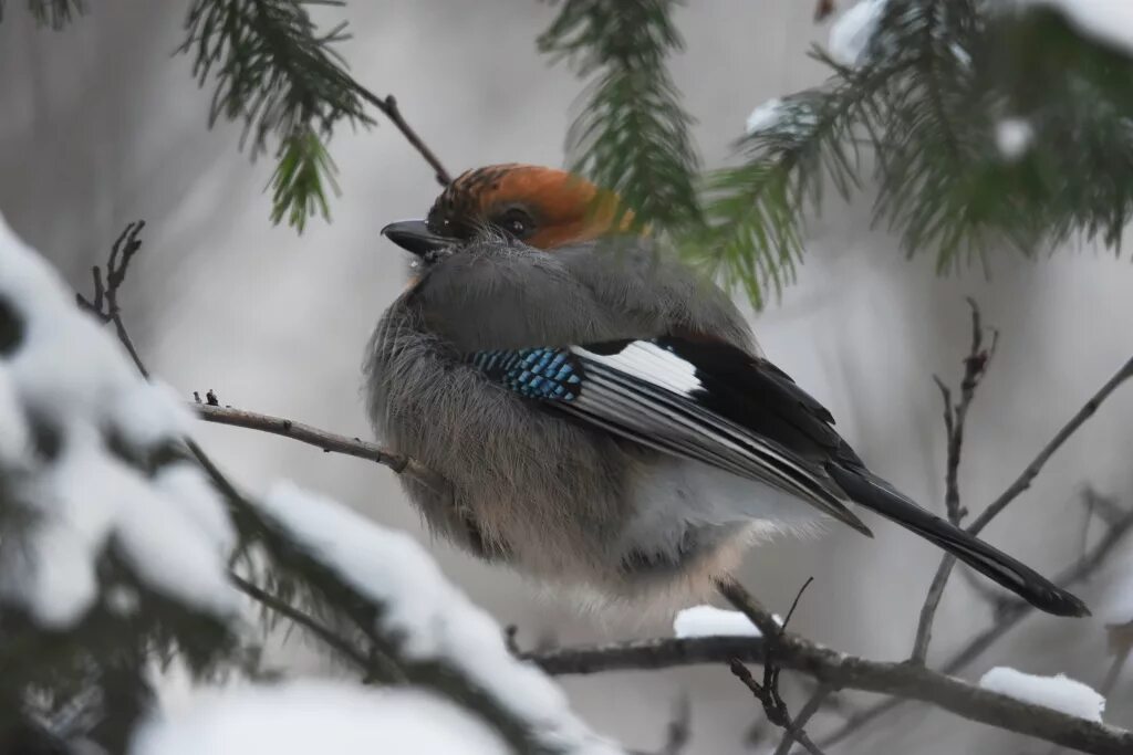 Птицы новосибирска фото и название Eurasian Jay (Garrulus glandarius). Birds of Siberia.