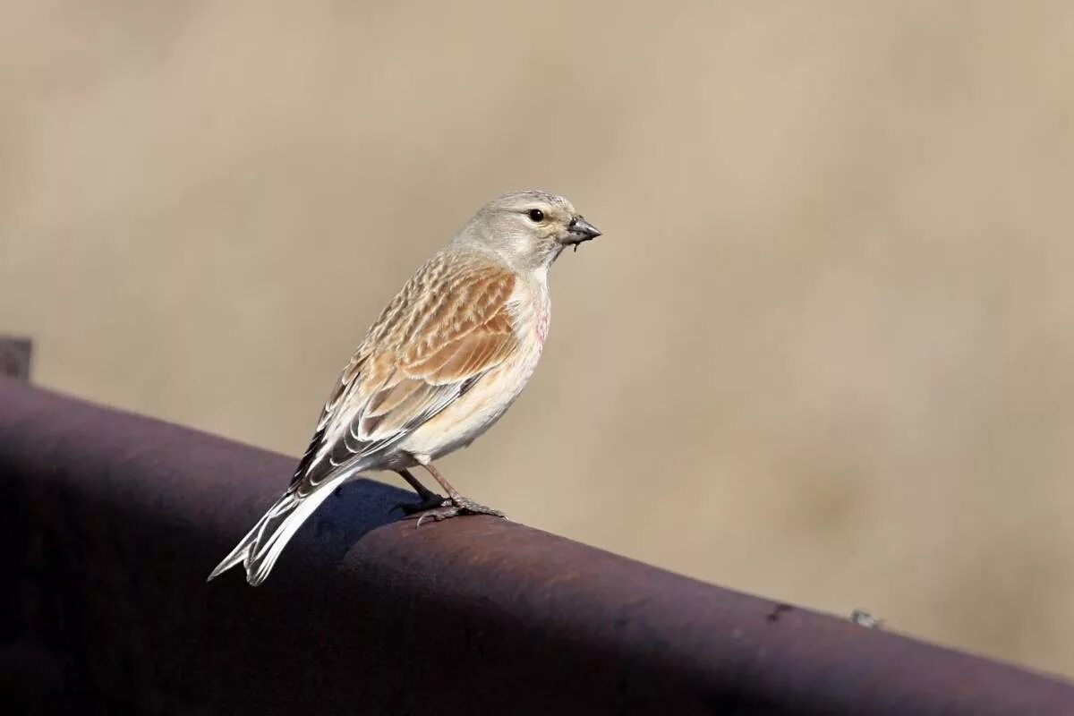 Птицы новосибирской области фото Eurasian Linnet (Acanthis cannabina). Birds of Siberia.