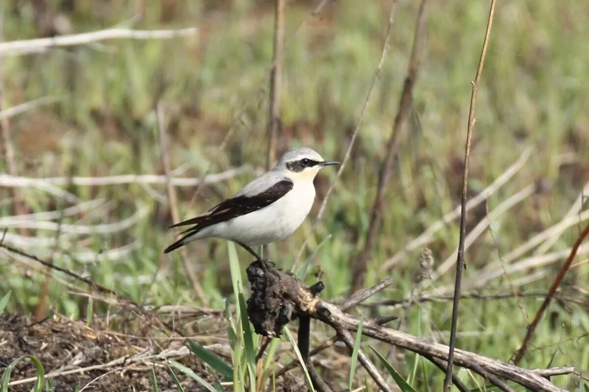 Птицы новосибирской области фото Northern Wheatear (Oenanthe oenanthe). Birds of Siberia.