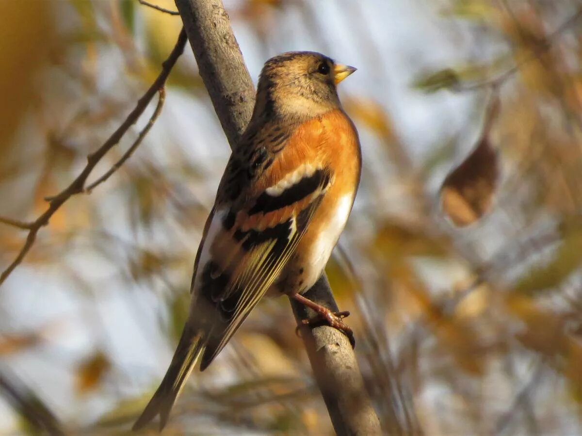 Птицы новосибирской области фото Brambling (Fringilla montifringilla). Birds of Siberia.