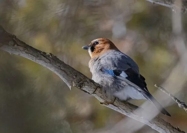 Pied Flycatcher (Ficedula hypoleuca). Birds of Siberia.