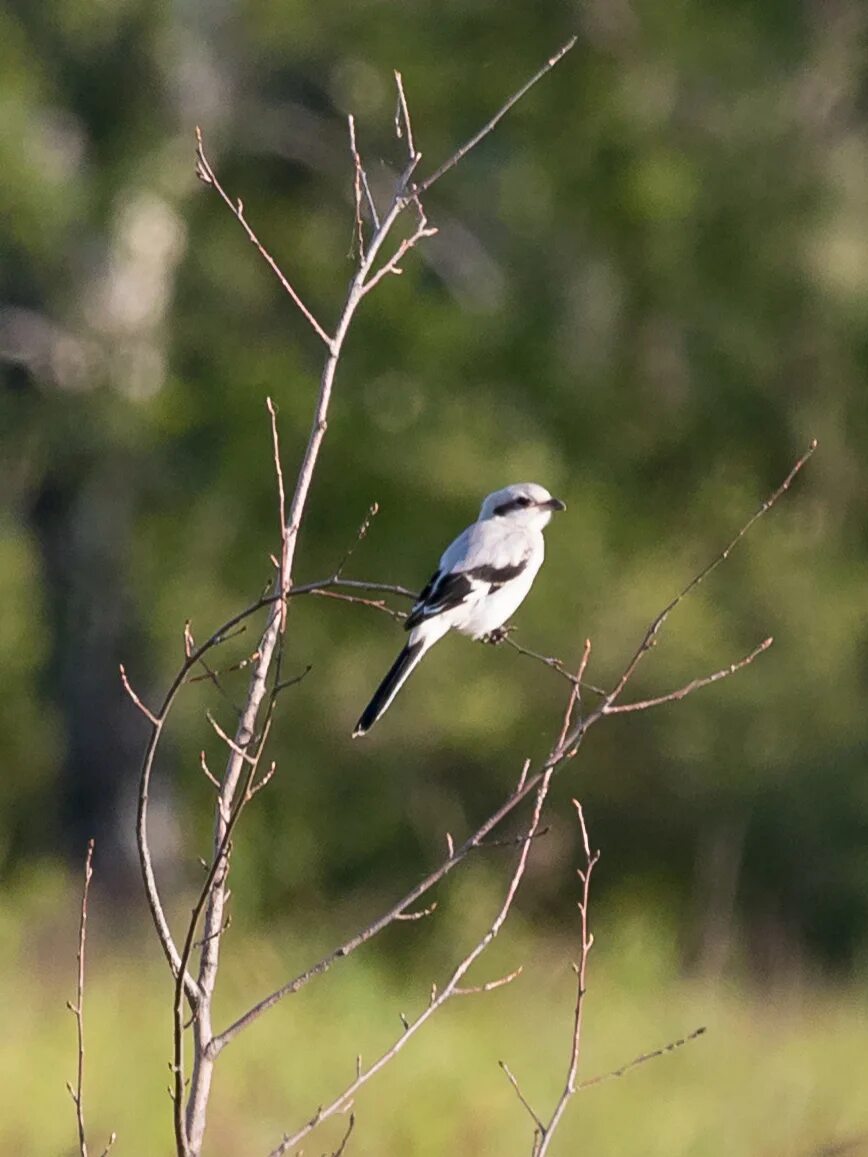 Птицы новосибирской области фото Great Grey Shrike (Lanius excubitor). Birds of Siberia.