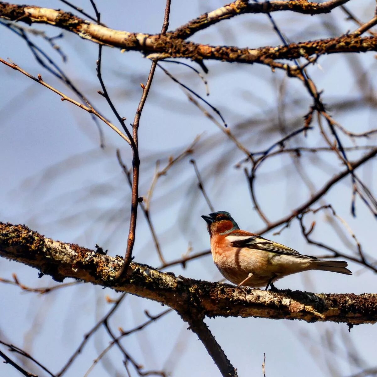 Птицы новосибирской области фото Common Chaffinch (Fringilla coelebs). Birds of Siberia.