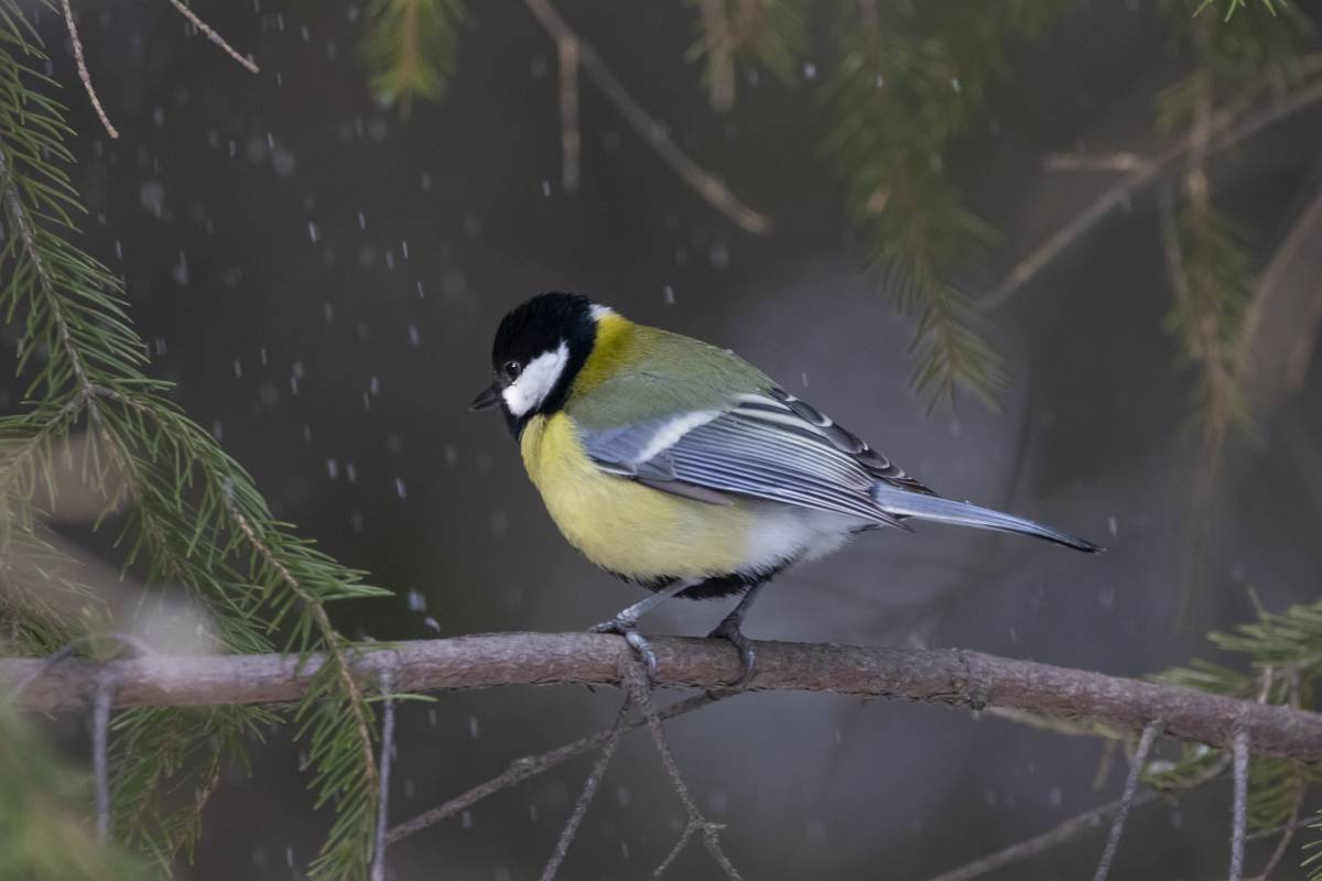 Птицы новосибирской области фото Большая синица (Parus major). Птицы Сибири.