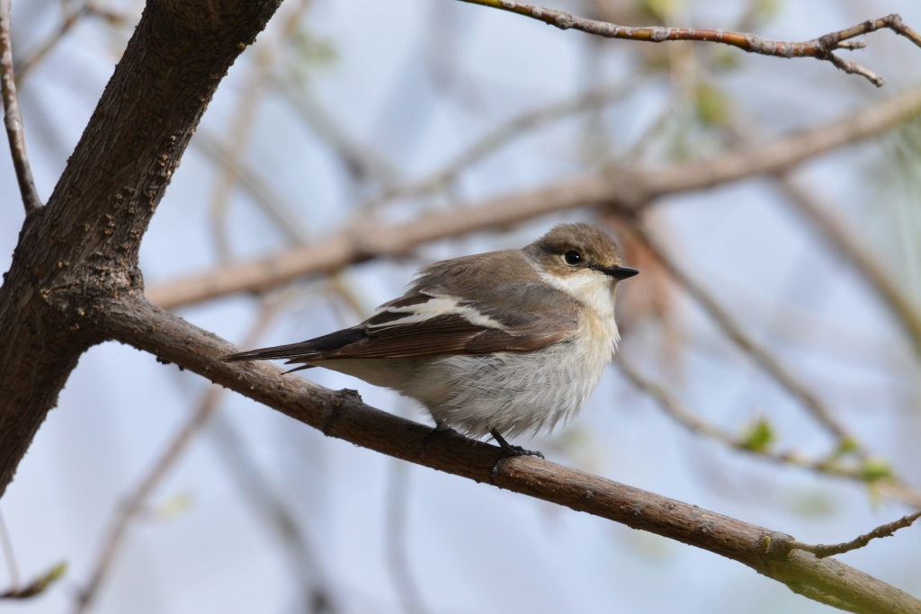 Птицы новосибирской области фото Pied Flycatcher (Ficedula hypoleuca). Birds of Siberia.