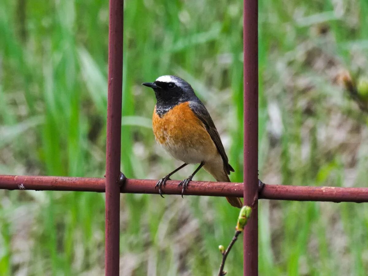 Птицы новосибирской области фото и название Eurasian Redstart (Phoenicurus phoenicurus). Birds of Siberia.