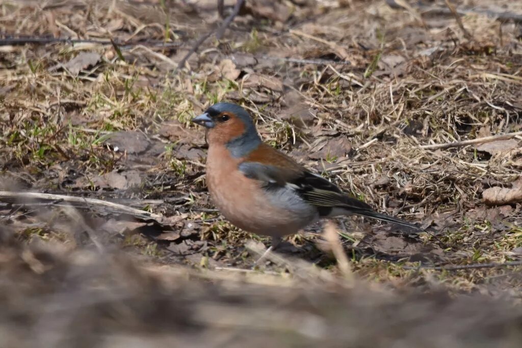 Птицы новосибирской области фото и название Common Chaffinch (Fringilla coelebs). Birds of Siberia.