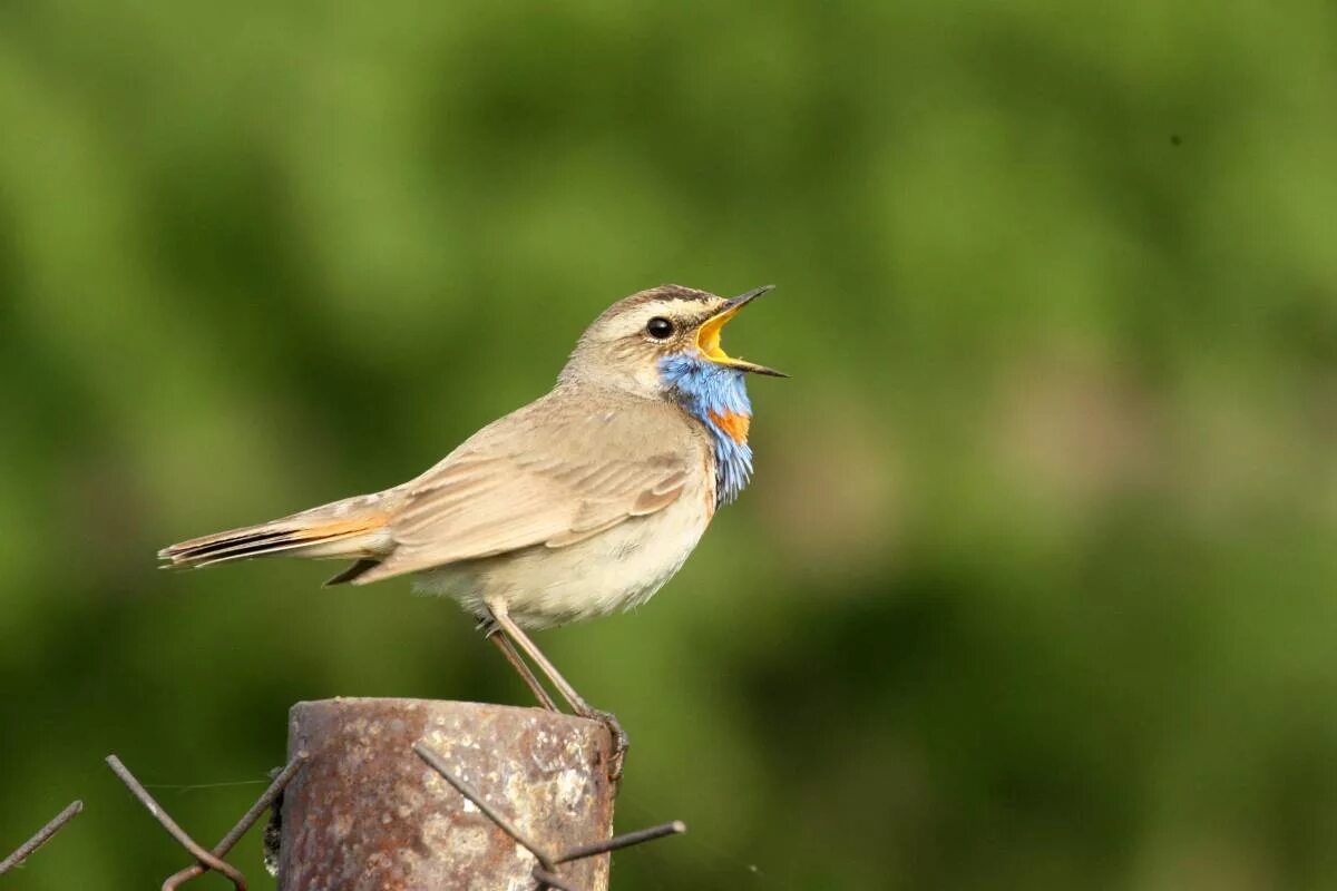 Птицы новосибирской области фото и название Bluethroat (Luscinia svecica). Birds of Siberia.