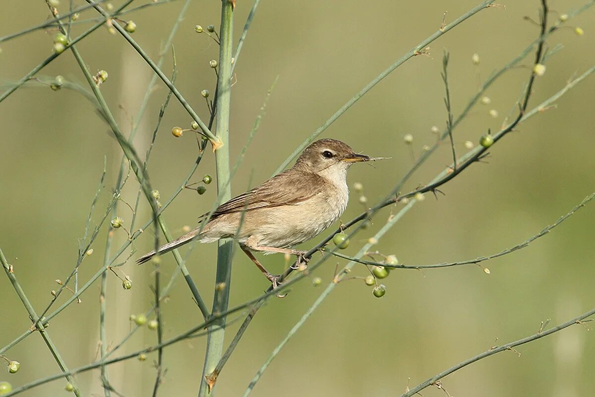 Птицы новосибирской области фото и название Booted Warbler (Hippolais caligata). Birds of Siberia.