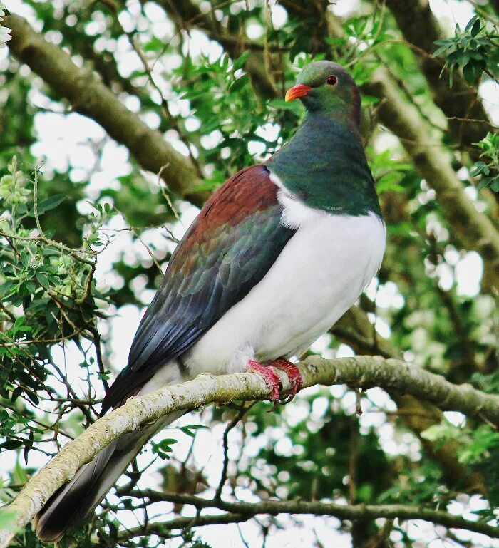 Птицы новой зеландии фото Kereru-большой Новозеландский голубь :: Светлана Шакирзянова - Социальная сеть Ф