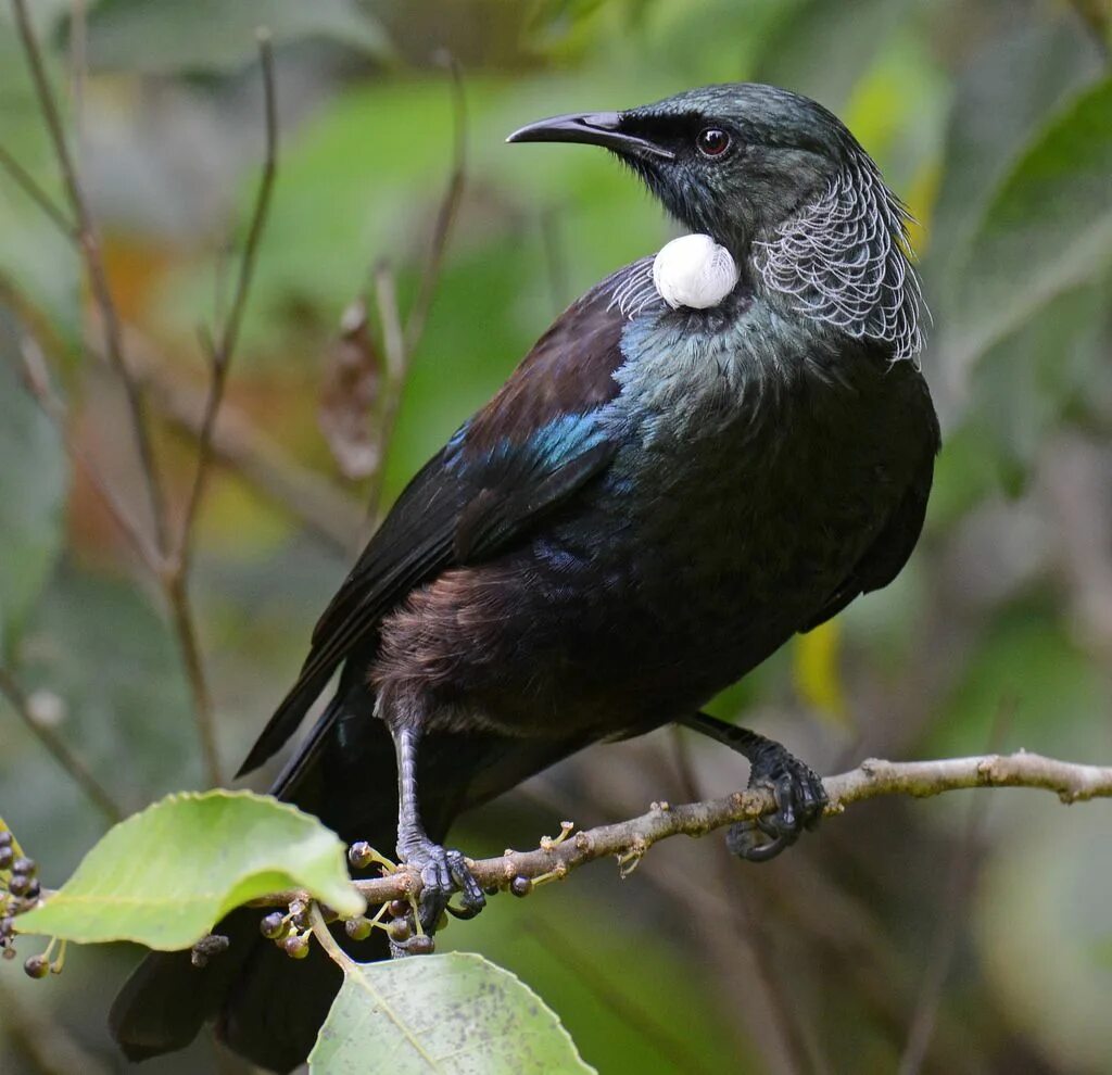 Птицы новой зеландии фото Tui - Prosthemadera novaeseelandiae DSC_6471 Bird photography, Birds, Bird