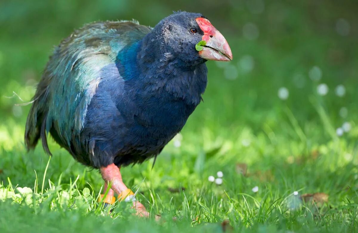 Птицы новой зеландии фото Takahē Recovery Programme brings birds back from the brink: Media release 12 May